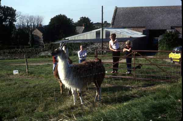 Llama (or Alpaca?) from Cogden Farm - Summer 1981