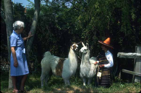 Veronica (Ronnie) Young & Nick Bailey with Llamas (or are they Alpacas?) Patches & Snowy from Cogden Farm - Spring 1979