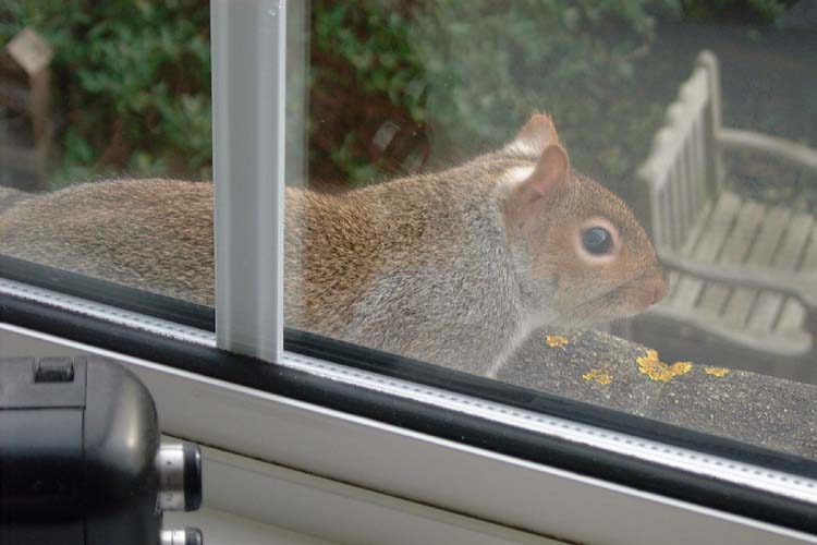 080307-Squirrel_on_window_sill_Ken_Pett