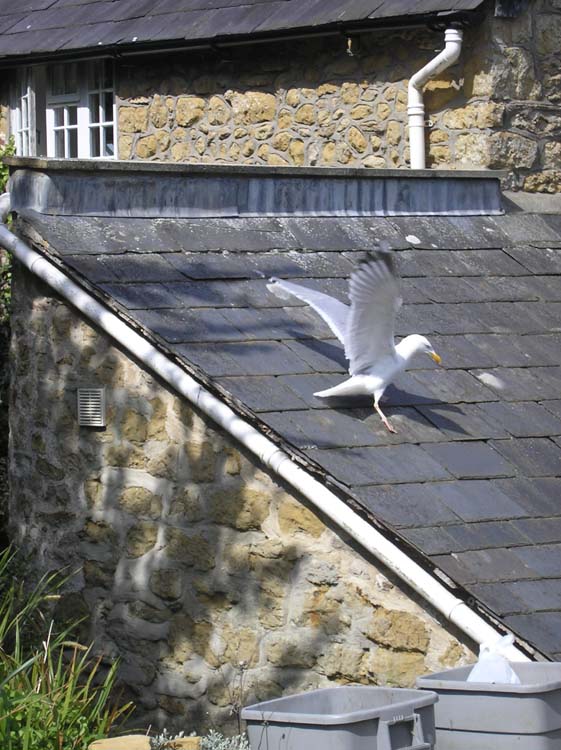 080818-Seagull_sliding_down_roof_to_dustbin-Susan_Paul