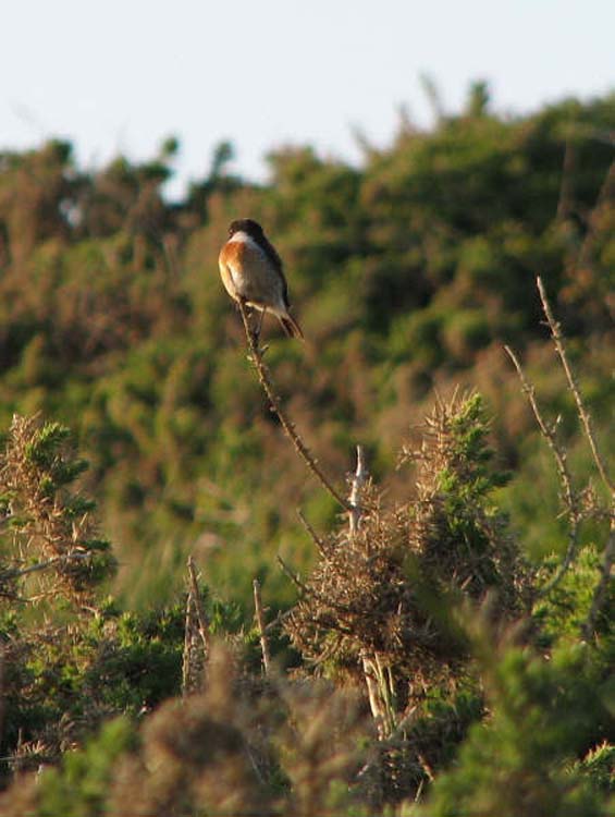 080909-Stonechat_in_evening_light-Kate_Rowe