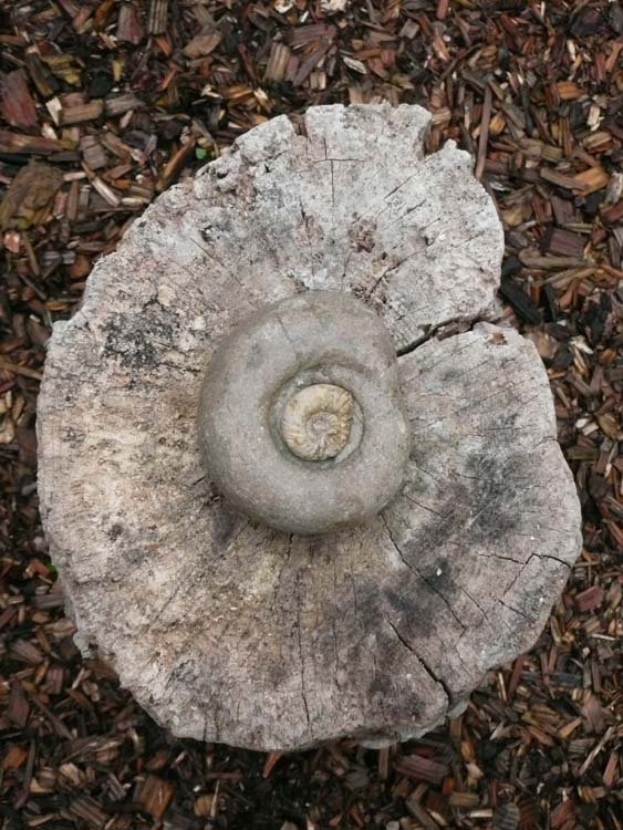 080912-Ammonites_and_Wood_Stump-Jill_Brown