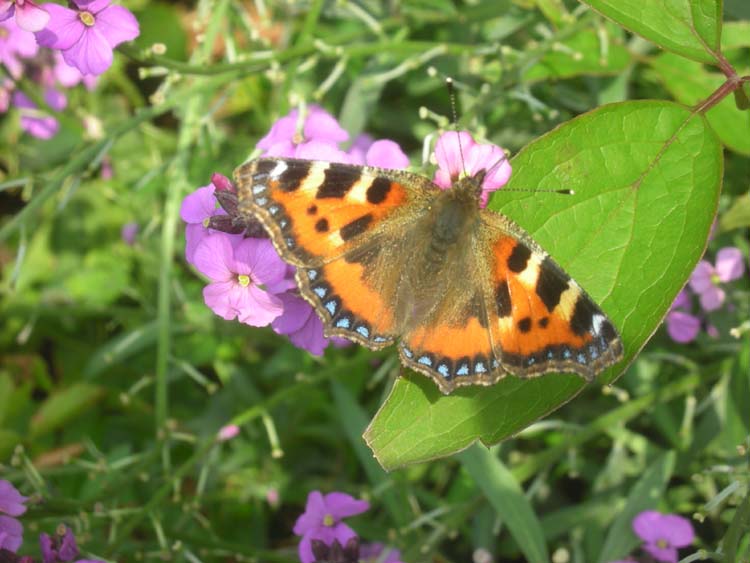 080915-Small_tortoiseshell_Butterfly-Keith_Delves