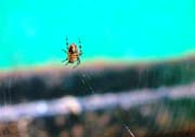 080704-Spider-Paul_Loebig