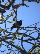 080818-Blackbird_in_my_apple_tree-Susan_Paul