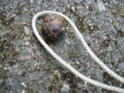 080902J-Skipping_snail_in_my_back_garden-Ben_Farrell