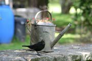 080906-Bird_with_Watering_Can-Janette_Bird