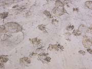 080910-Foot_prints_on_the_muddy_beach-John_Suter