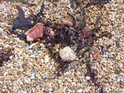 080910-Seaweed_on_the_beach-John_Suter