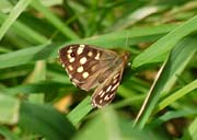 080914-A_Speckled_Wood_Butterfly-Jan_Hinton
