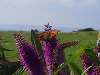 090624-Butterfly_colours_James_Loveridge