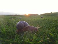 090807-Snails_at_sunset-James_Loveridge
